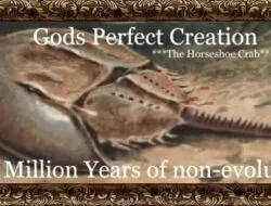 Kenali Horseshoe Crab: Hewan Prasejarah yang Malas Berevolusi!