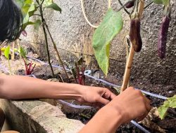 Inovasi Penyiraman Tanaman Otomatis, KKN-T 118 Undip Hadirkan Solusi Perawatan Tanaman di MA Al Fikri Semarang