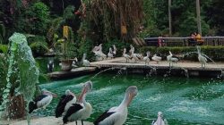 Ragunan, Surga Hijau dan Pusat Konservasi Satwa di Tengah Kota Jakarta