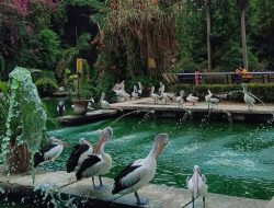 Ragunan, Surga Hijau dan Pusat Konservasi Satwa di Tengah Kota Jakarta