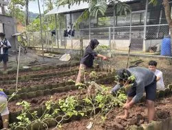 Mahasiswa KKN Undip Dampingi Budidaya Sayuran Pada Kelompok Usaha Bersama Kadirejo Milenial Agraris, Kabupaten Semarang