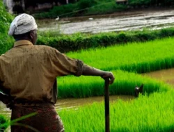 Masa Depan Pertanian Indonesia Terancam, Mengungkap Penyebab Alih Fungsi Lahan dan Krisis Regenerasi Petani